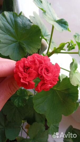 Герань красная махровая