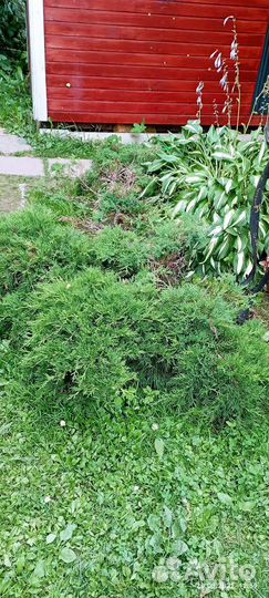 Туя горизонтальная