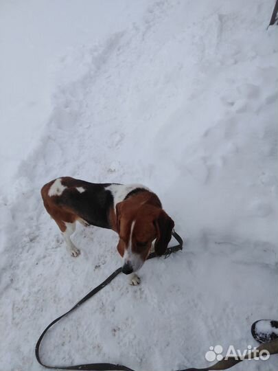 Эстонская гончая щенки