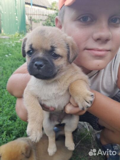 Щенки метисы мопса