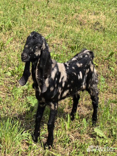 Козел Камори для вязки