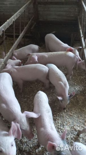 Поросята ландрас-дюрок