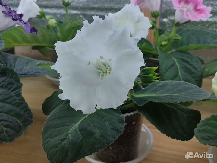 Глоксиния цветущая