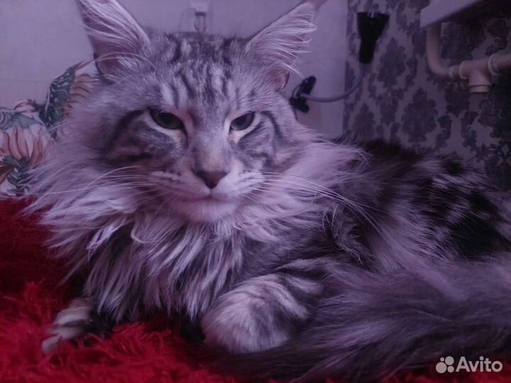 Котята мейн-кун