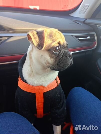 Мопс вязка мальчик