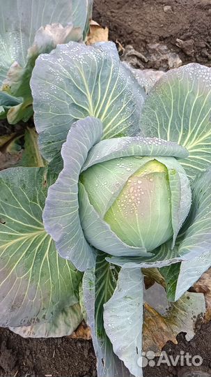 Капуста оптом