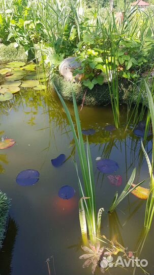 Аир болотный, прудовое растение полосатик