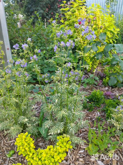 Синюха голубая пестролистная Бриз Анжу