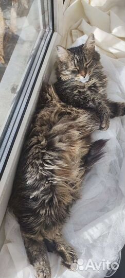 Кошка в дар