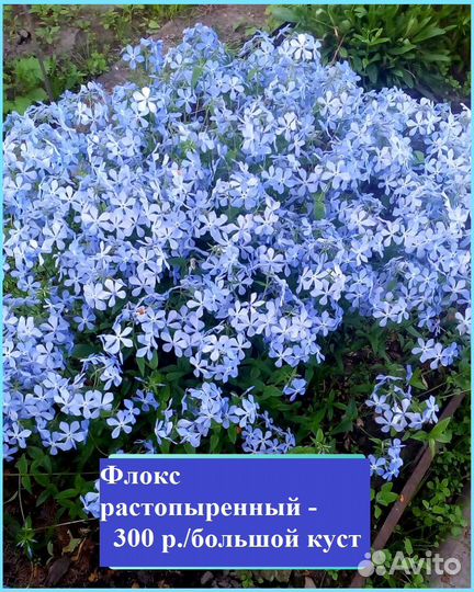 Садовые многолетние растения