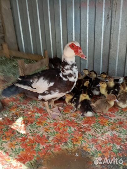 Мускусные утята индоутки