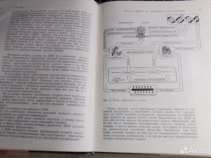 Леви, Сикевиц - Структура и функция клетки