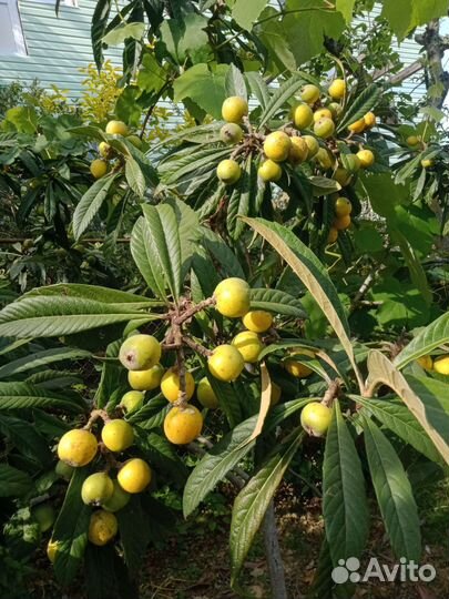 Саженцы мушмулы