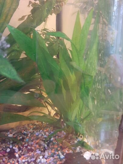 Эхинодорус 20см