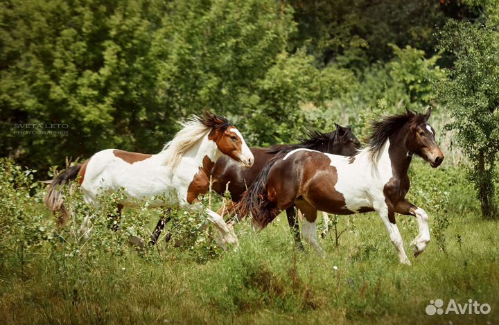 Конные прогулки