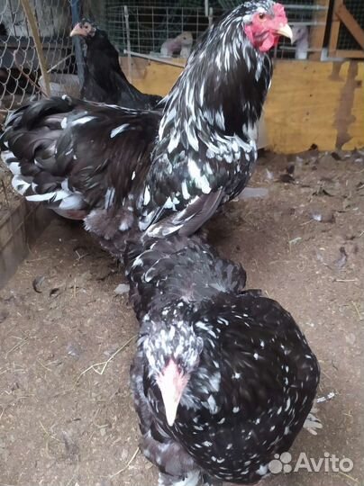 Брама мрамор, кохинхин, лакиданзци