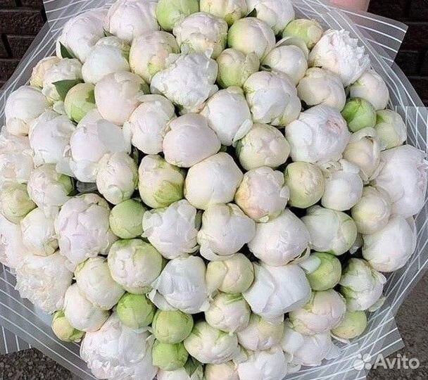 Пионы Букеты Цветы