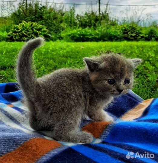 Шотландские кошечки