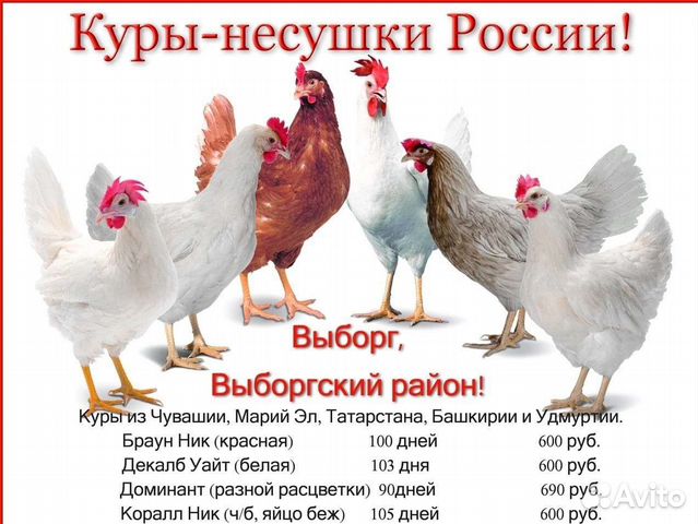 Куры несушки, 3+ месяца