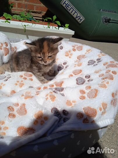 Кто ищет себе пушистого друга