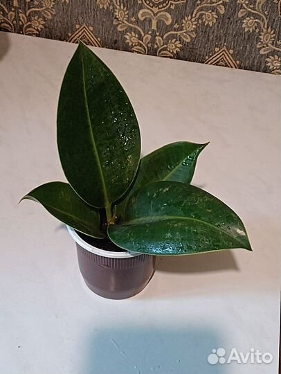 Комнатные цветы обмен