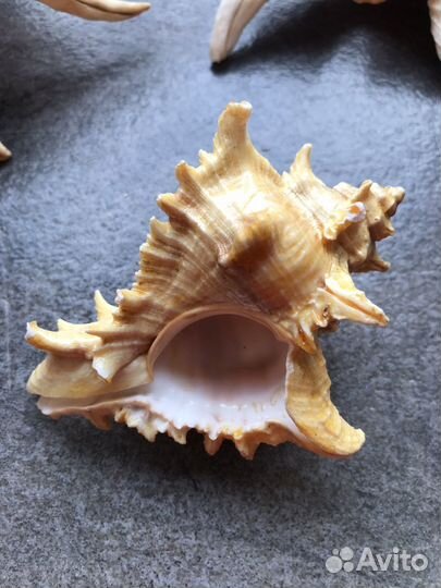 Морские ракушки раковины