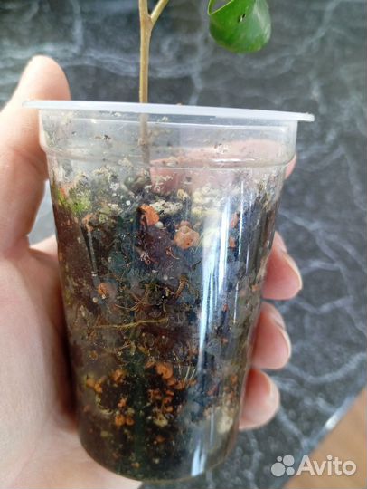 Фикус Барок (черенок)