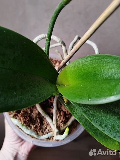 Орхидея Пинк Сансет Герл