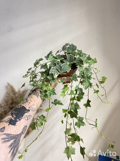 Плющ хедера