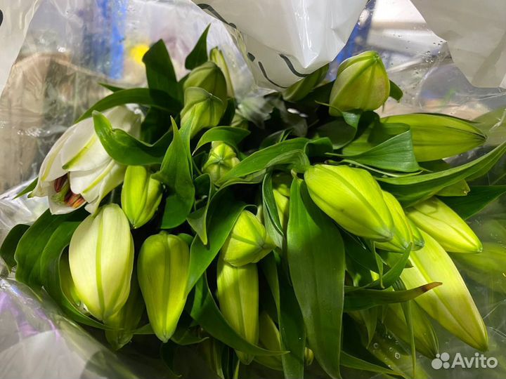 Срезка лилии оптом