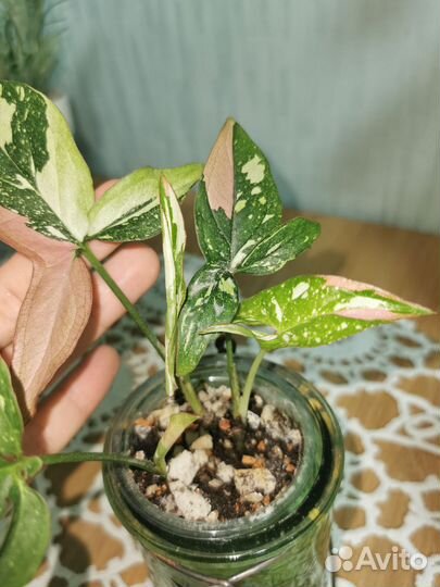 Сингониумы сортовые