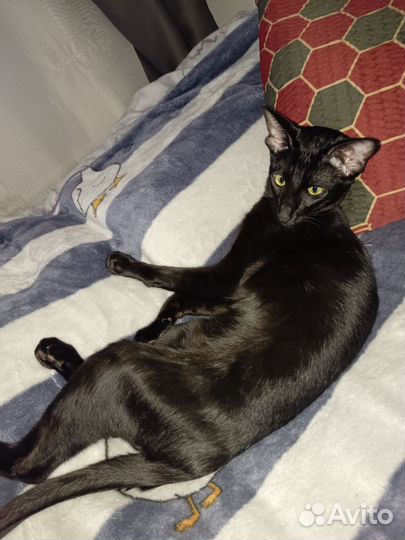 Ориентальный кот