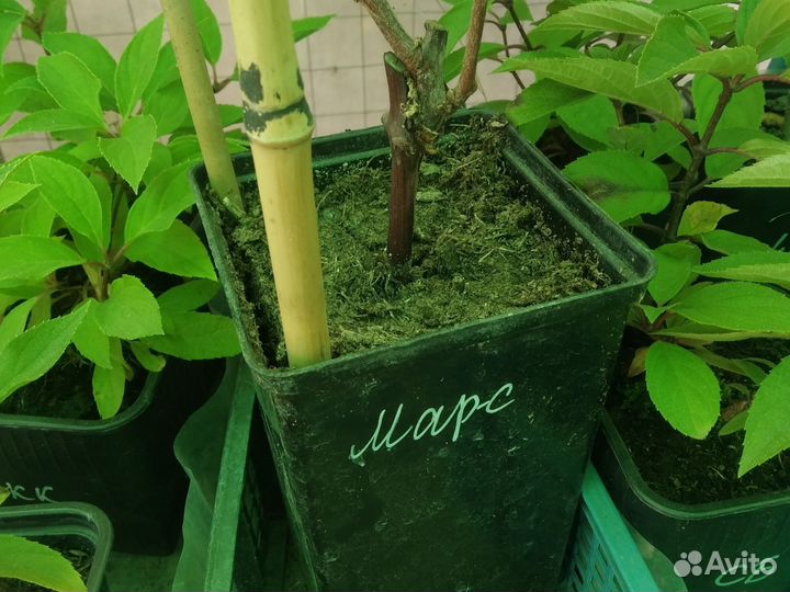 Саженцы винограда Марс