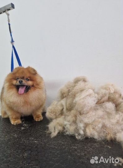 Груминг, стрижка собак