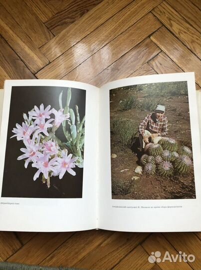 Книга про кактусы. СССР
