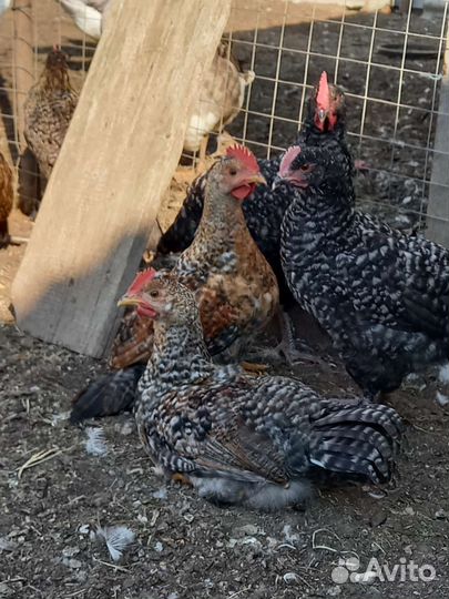 Петушки на племя