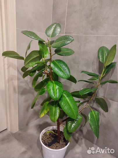 Фикус каучуконосный Робуста 130см