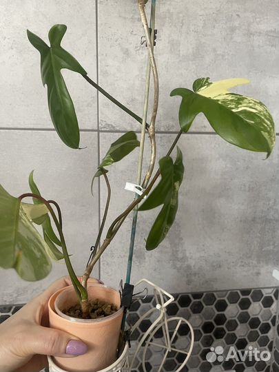 Филодендрон маска вариегатная