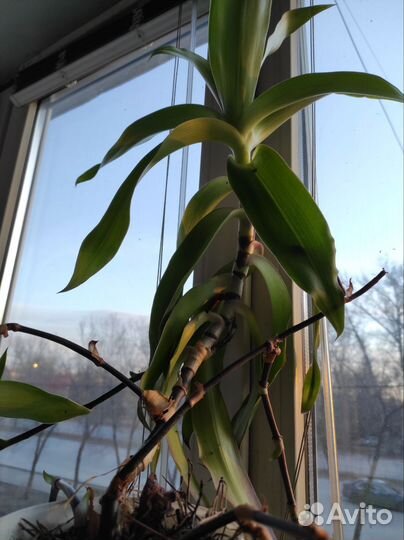 Каллизия душистая