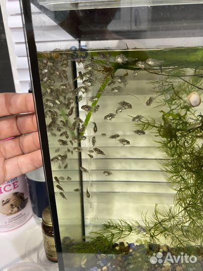 Сапфировый попугай (мальки)