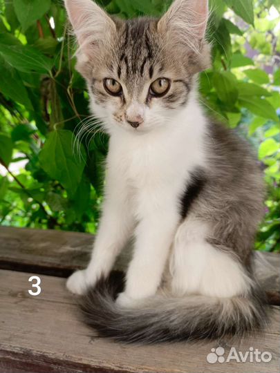 Кошка в дар бесплатно