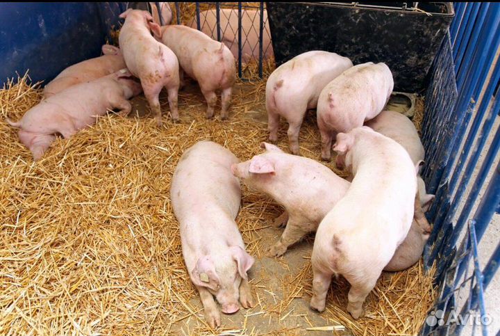 Поросята, Свиньи в живом весе