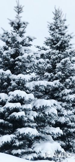 Ель голубая 15+м