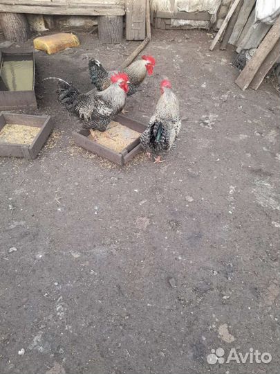 Петух 10 шт