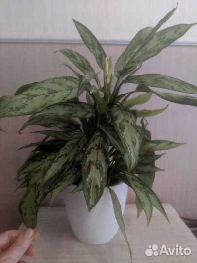 Аглаонема Мария комнатный цветок