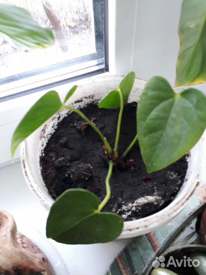 Комнатные цветы