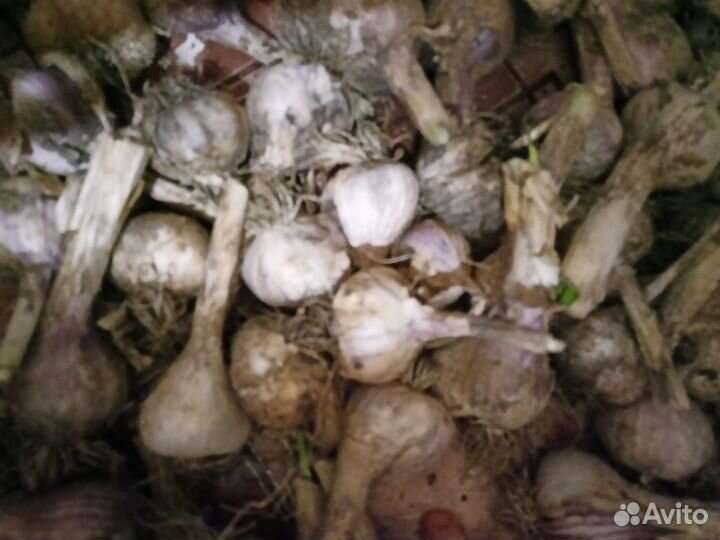 Продам чеснок