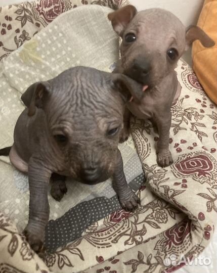 Щенки мексиканской голой (ксолоитцкуинтли)