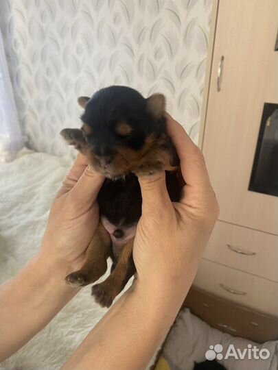 Йоркширский терьер щенок