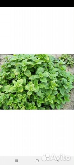 Мята, мелиса, душица, тархун, чабрец